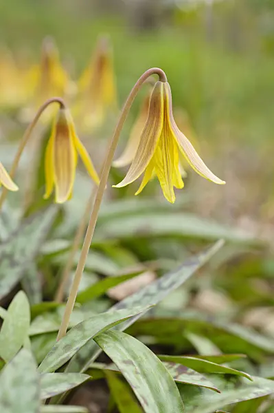 471100 - Yellow dog's tooth violet (Erythronium americanum)