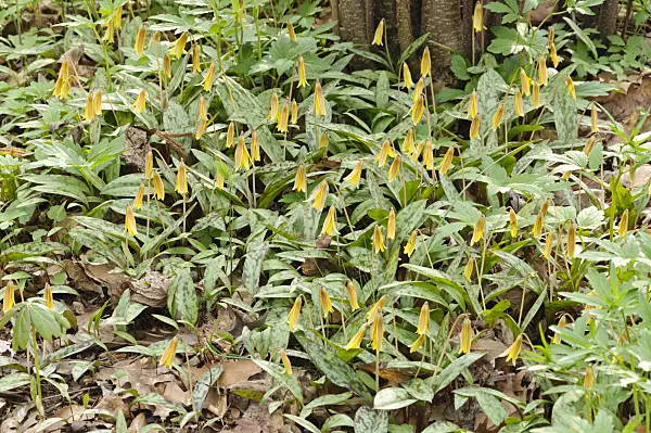 471102 - Yellow dog's tooth violet (Erythronium americanum)