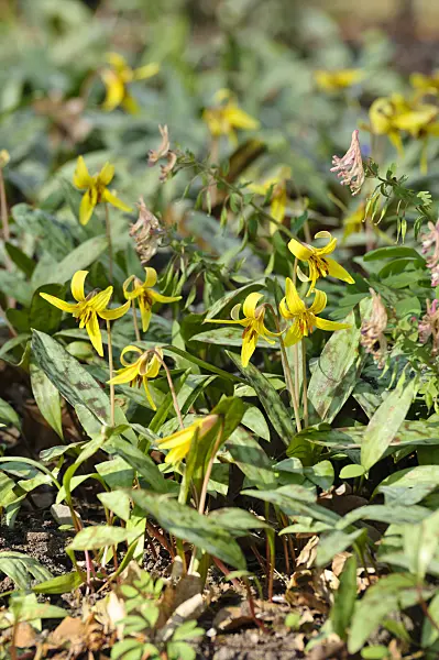 483189 - Yellow dog's tooth violet (Erythronium americanum)