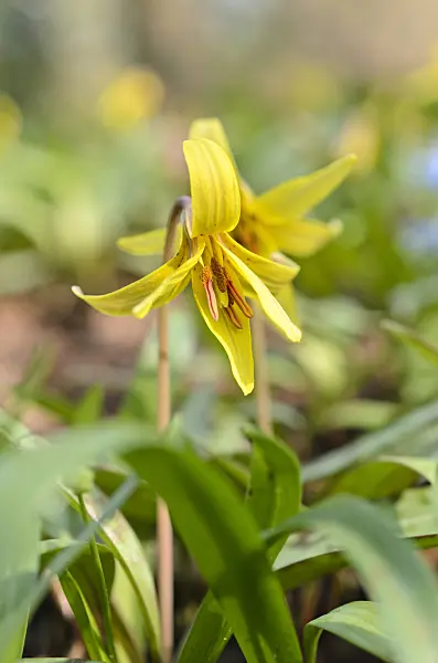 507051 - Yellow dog's tooth violet (Erythronium americanum)