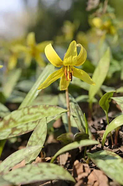 507052 - Yellow dog's tooth violet (Erythronium americanum)