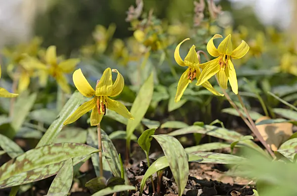 507053 - Yellow dog's tooth violet (Erythronium americanum)