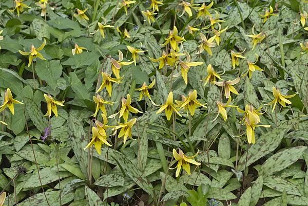 570021 - Yellow dog's tooth violet (Erythronium americanum)