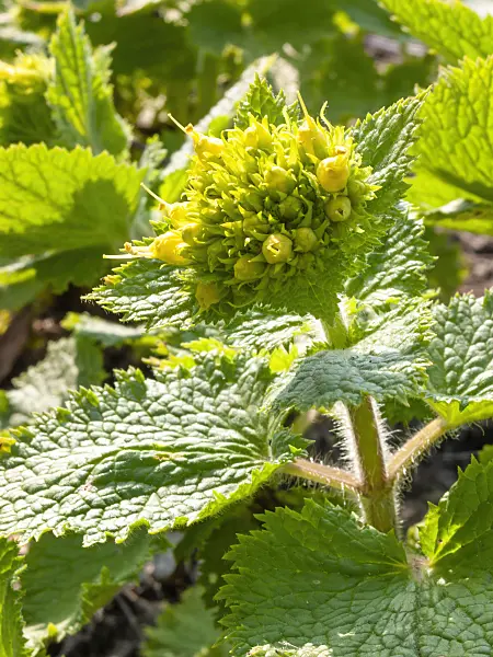 412003 - Yellow figwort (Scrophularia vernalis)