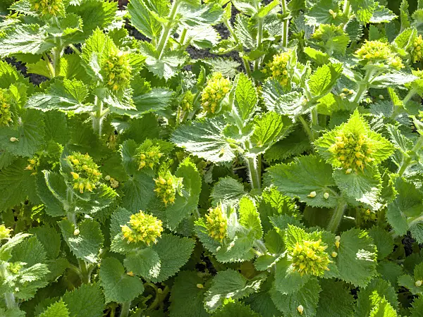 436270 - Yellow figwort (Scrophularia vernalis)
