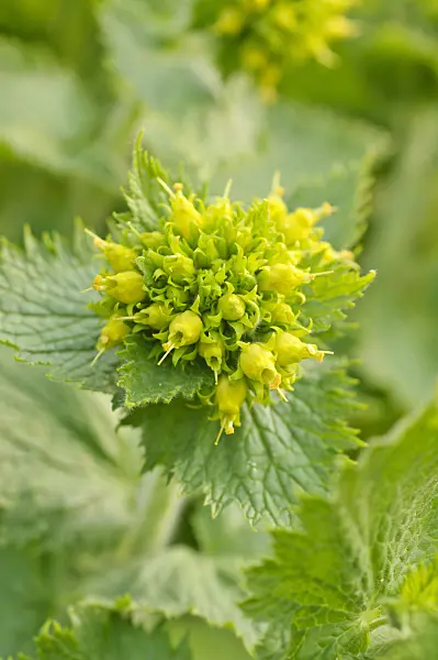 471063 - Yellow figwort (Scrophularia vernalis)