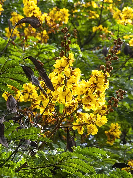 434257 - Yellow flame tree (Peltophorum pterocarpum)