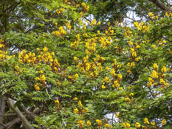 434265 - Yellow flame tree (Peltophorum pterocarpum)