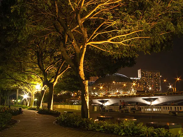 411227 - Yellow flame tree (Peltophorum pterocarpum), Esplanade Park, Singapore