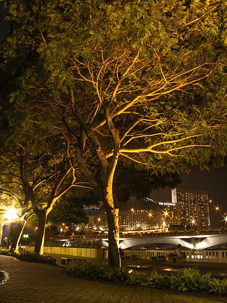 411228 - Yellow flame tree (Peltophorum pterocarpum), Esplanade Park, Singapore