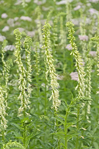 485112 - Yellow foxglove (Digitalis lutea)