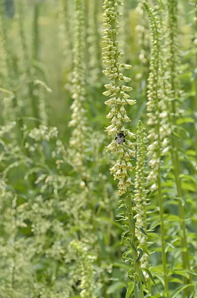 497061 - Yellow foxglove (Digitalis lutea) and bumble bee (Bombus)