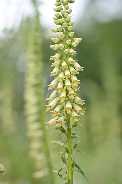 546041 - Yellow foxglove (Digitalis lutea subsp. australis)