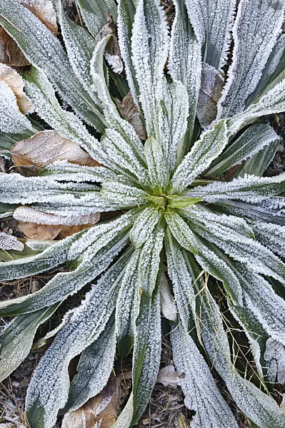 467081 - Yellow foxglove (Digitalis lutea) with hoar frost