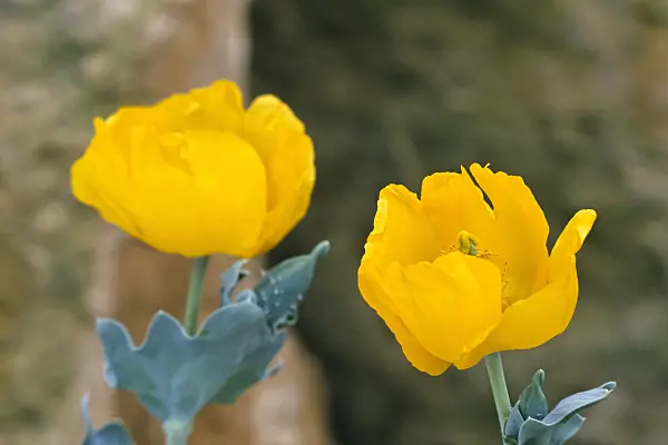 367068 - Yellow horned poppy (Glaucium flavum)
