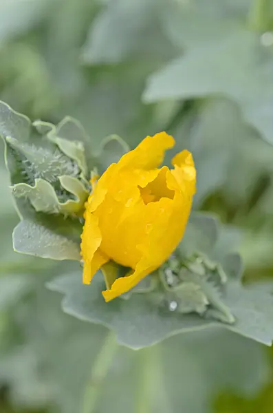 508558 - Yellow horned poppy (Glaucium flavum)