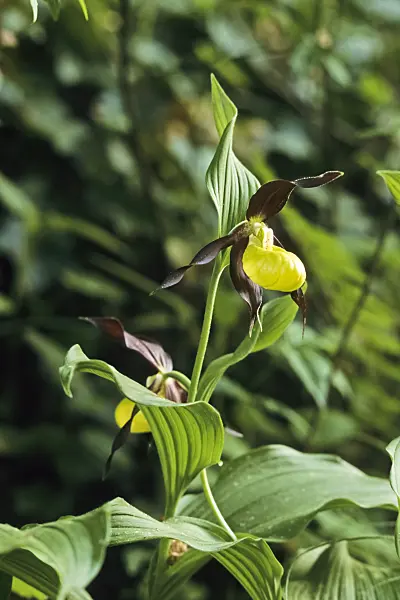390064 - Yellow lady's slipper orchid (Cypripedium calceolus)