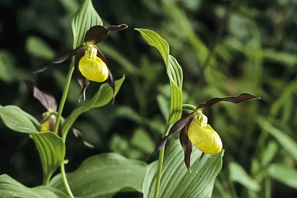 390065 - Yellow lady's slipper orchid (Cypripedium calceolus)