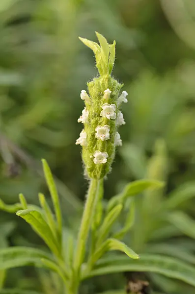 506013 - Yellow lavender (Lavandula viridis)