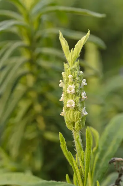 506014 - Yellow lavender (Lavandula viridis)