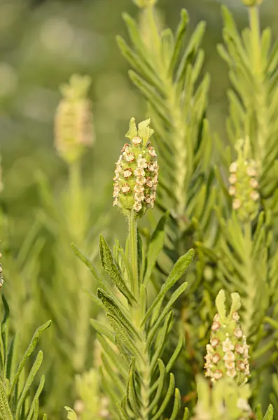519002 - Yellow lavender (Lavandula viridis)