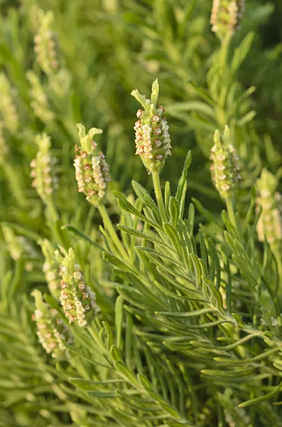 519004 - Yellow lavender (Lavandula viridis)