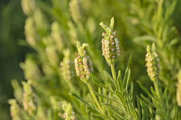 519005 - Yellow lavender (Lavandula viridis)