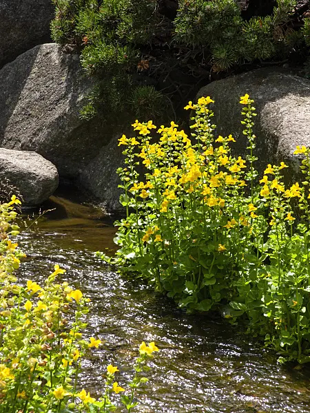 462078 - Yellow monkey flower (Mimulus luteus)