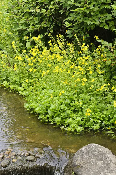 486042 - Yellow monkey flower (Mimulus luteus)