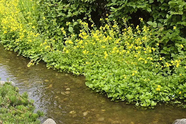 486043 - Yellow monkey flower (Mimulus luteus)