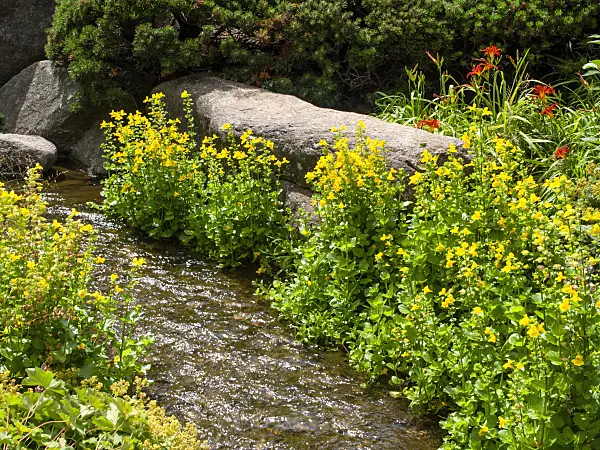 462077 - Yellow monkey flower (Mimulus luteus) and day lily (Hemerocallis)