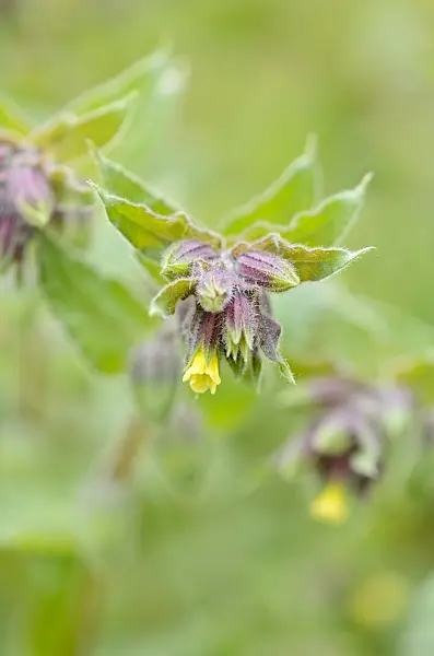 531146 - Yellow monkswort (Nonea lutea)