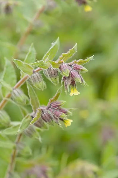 531147 - Yellow monkswort (Nonea lutea)