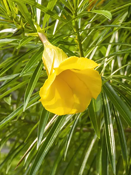 411270 - Yellow oleander (Thevetia peruviana)