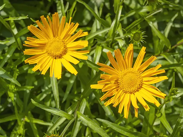 414065 - Yellow oxeye (Buphthalmum salicifolium)