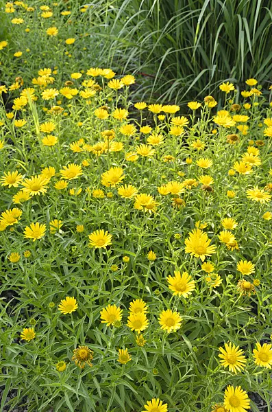 497262 - Yellow oxeye (Buphthalmum salicifolium)