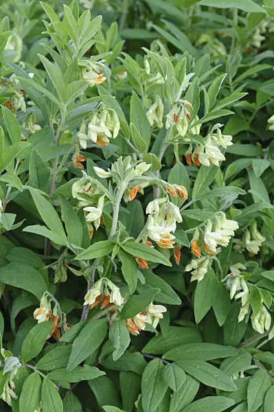 471302 - Yellow pea (Lathyrus laevigatus)