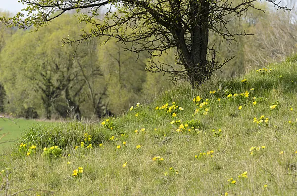 507100 - Yellow pheasant's eye (Adonis vernalis)