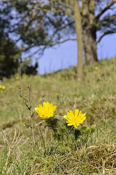 507101 - Yellow pheasant's eye (Adonis vernalis)