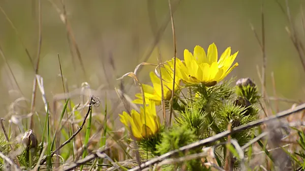 507103 - Yellow pheasant's eye (Adonis vernalis)