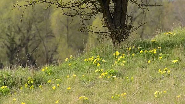 507105 - Yellow pheasant's eye (Adonis vernalis)