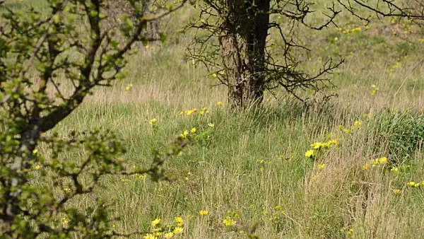 507106 - Yellow pheasant's eye (Adonis vernalis)
