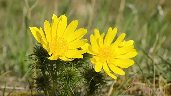 507110 - Yellow pheasant's eye (Adonis vernalis)