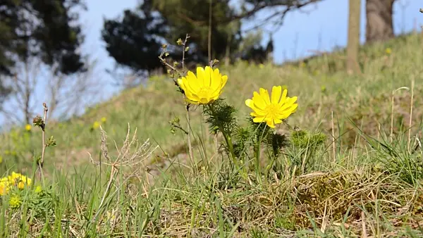 507111 - Yellow pheasant's eye (Adonis vernalis)