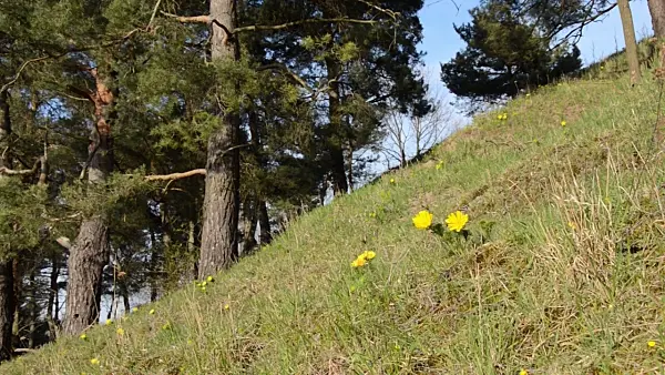 507112 - Yellow pheasant's eye (Adonis vernalis)