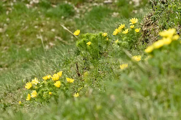 555016 - Yellow pheasant's eye (Adonis vernalis)
