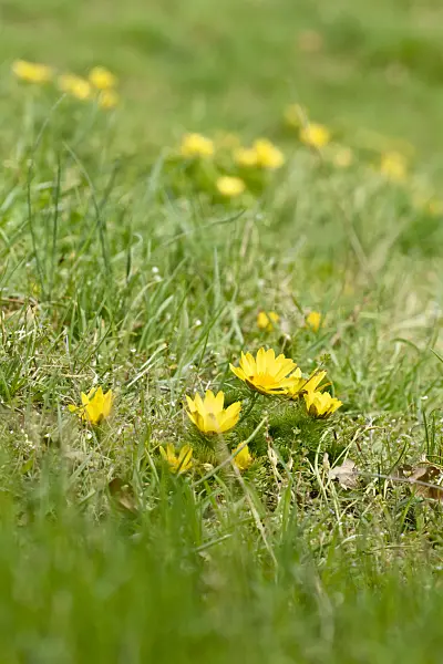 555017 - Yellow pheasant's eye (Adonis vernalis)