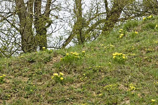 555018 - Yellow pheasant's eye (Adonis vernalis)