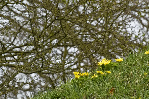 555019 - Yellow pheasant's eye (Adonis vernalis)