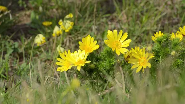 507107 - Yellow pheasant's eye (Adonis vernalis) and cowslip (Primula veris)